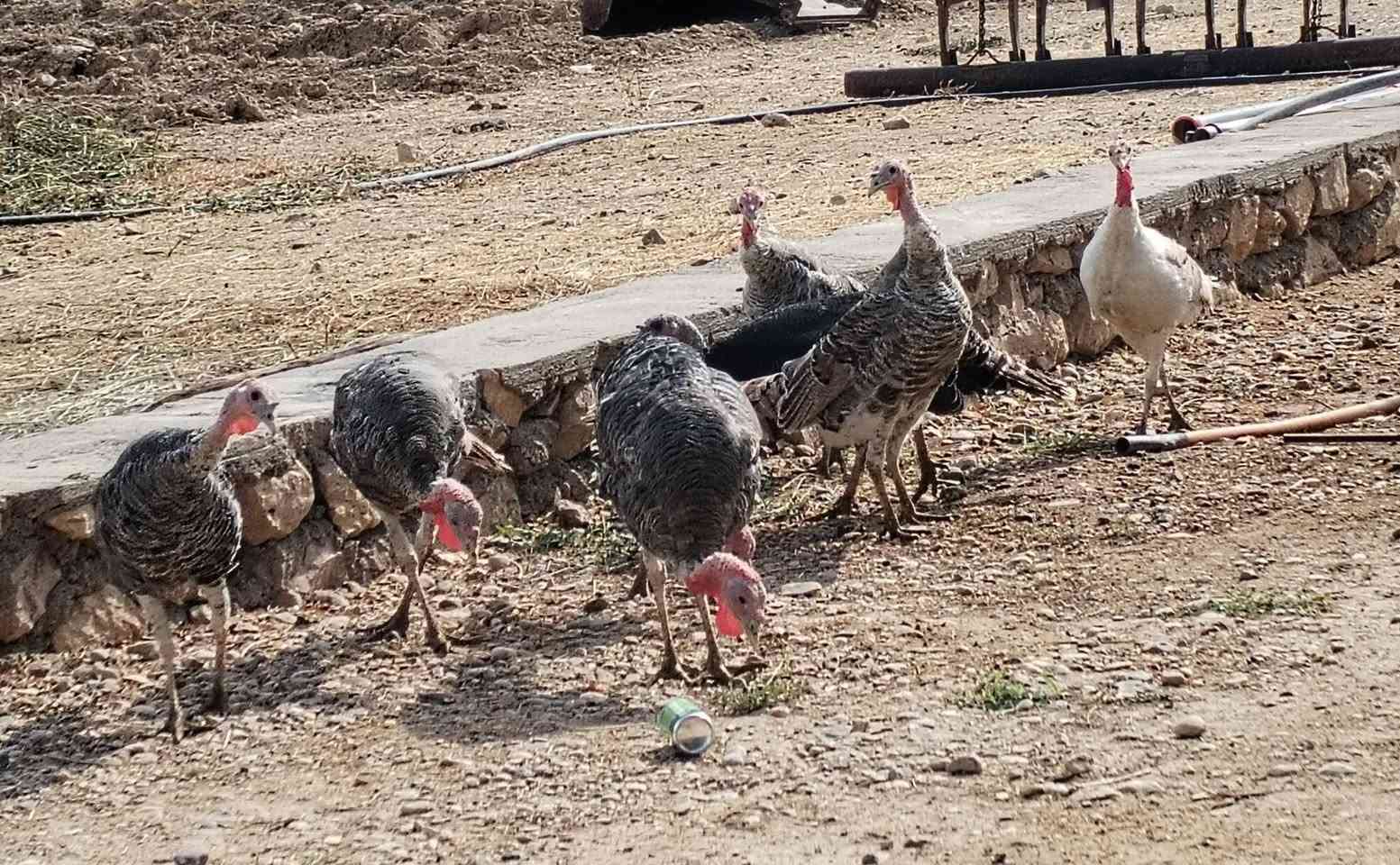 عمر سنة • هرفي • مثل بالصورة