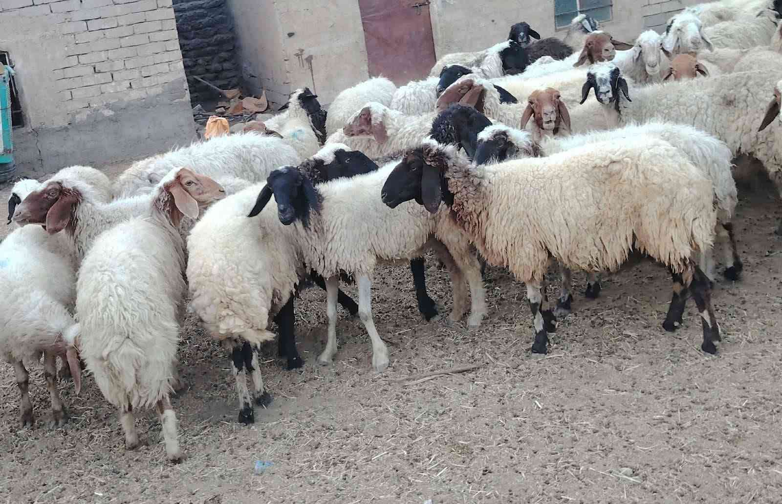 نعجات • ٦٠ راس • الدوانيه الشافعيه