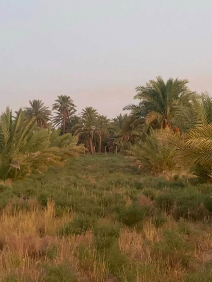 #بستان 2 دونم للبيع
دونمين للبيع تحتوي على نخيل نوعيات جيدة (حمال)

متوفر كافة الخدمات

🍀ماء اساله

🍀ماء سقي

🍀كهرباء

🍀مسيجه بالكامل brc

♻️

موقع مميز 👍 يحدها نهر من البداية ونهر من النهايه

📍العنوان - طريق الدغاره - نزلت زبيد - بداية البونايل قرب الاروائي(ابوصبخه)

للتفاصيل أكثر 

***********
