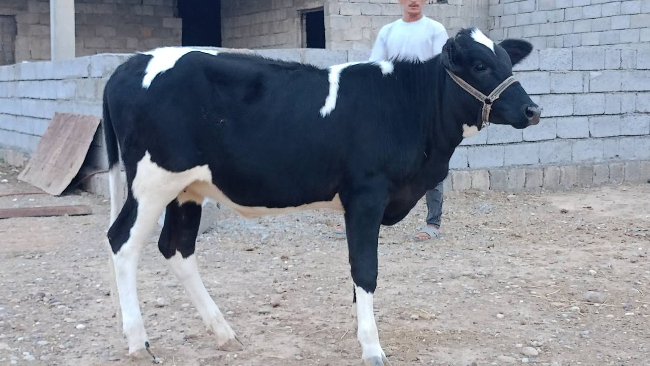 بجر زراعية • قريه اصبيح • خمس بلوكات كاز