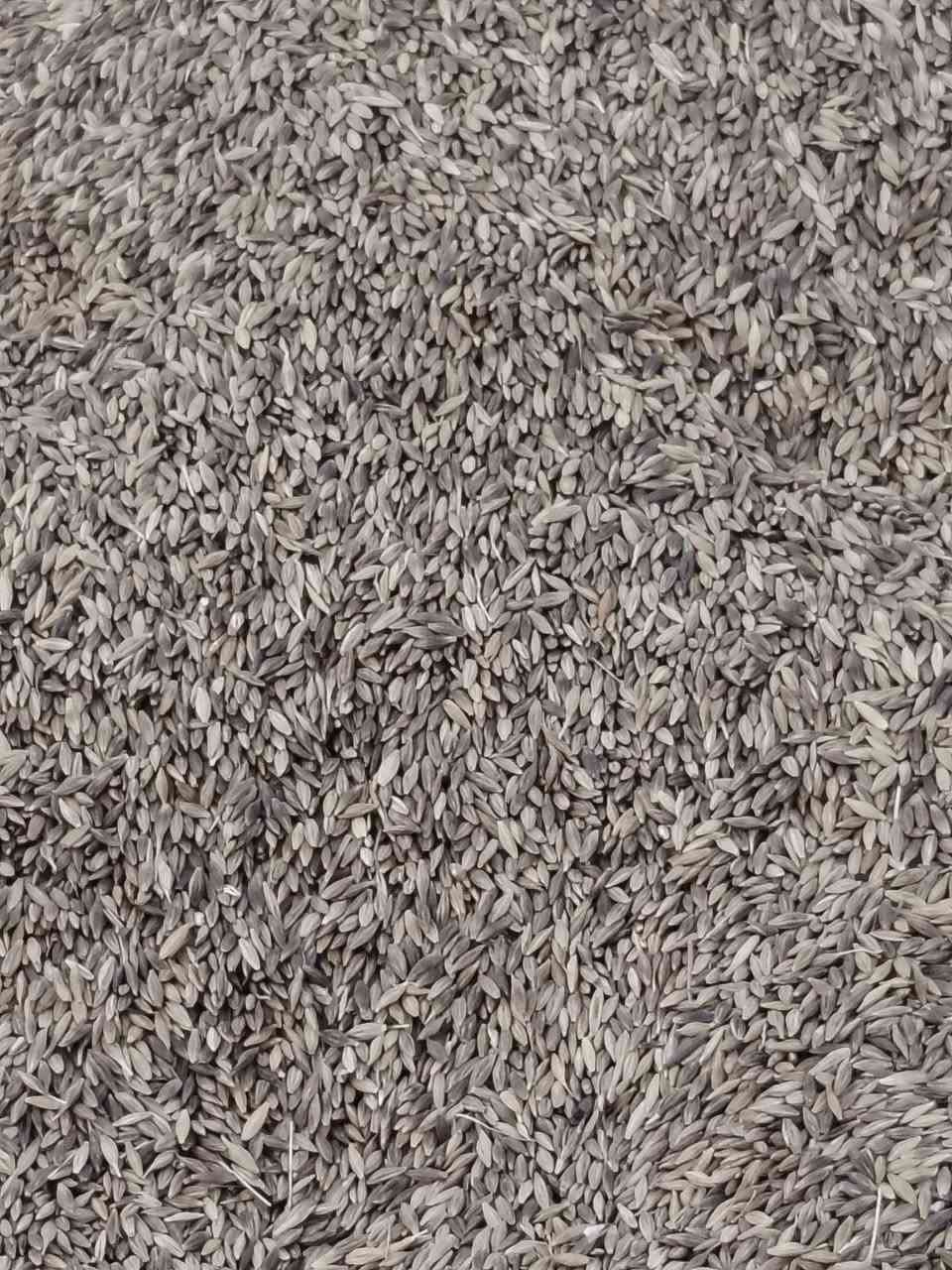 شعير • ٨ طن • تكريت