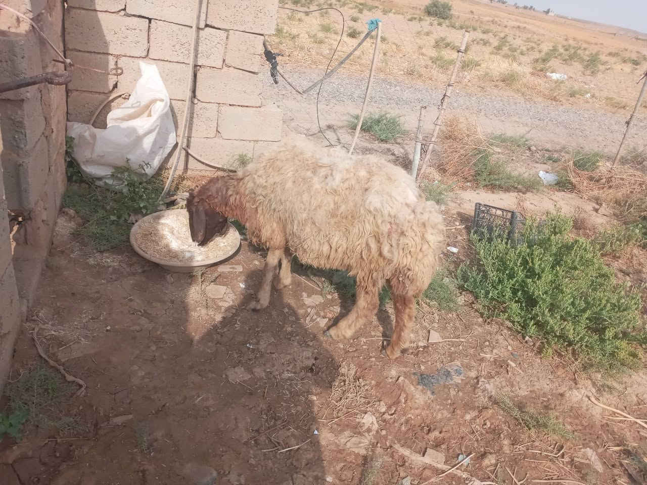 للبيع • ربط • قابل للتفاوض