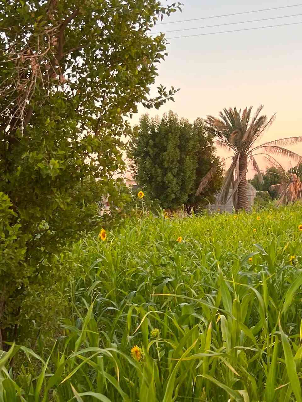 سلام عليكم دونم البيع 💁

العنوان: أرض زراعية للبيع — مساحة دونم كامل (ركن - موقع خدمي مميز)
تفاصيل العرض:
 المساحة: دونم كامل (2,500 متر مربع).
 الموقع: الراشدية — خلف الطاحونة (موقع خدمي وركن على شارعين).
 الطبيعة والزراعة: أرض مزروعة بالكامل وتقع مباشرة على النهر (سقي مضمون ووفرة مياه).
 السنود والشكل القانوني: سند 25 (تحويل مباشر باسم المشتري).
مميزات العقار:
 موقع ركن استراتيجي يتيح سهولة الدخول والخروج مع واجهة ممتازة.
 واجهة مباشرة على النهر مما يجعلها مثالية للبساتين أو المشاريع الزراعية والخدمية.
 منطقة كاملة الخدمات وقريبة من الشارع والمرافق الأساسية.
للتواصل والاستفسار:
 رقم الهاتف / واتساب: [***********]
 المعاينة: الاتصال مسبقاً لتحديد موعد المعاينة الميدانية.

