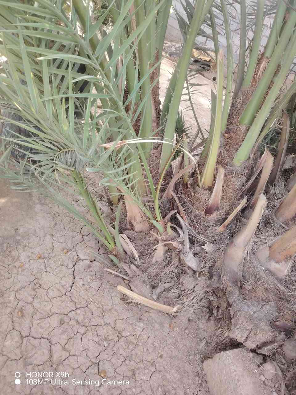 نخل برحي • شتلات • مفصول عن الأم
