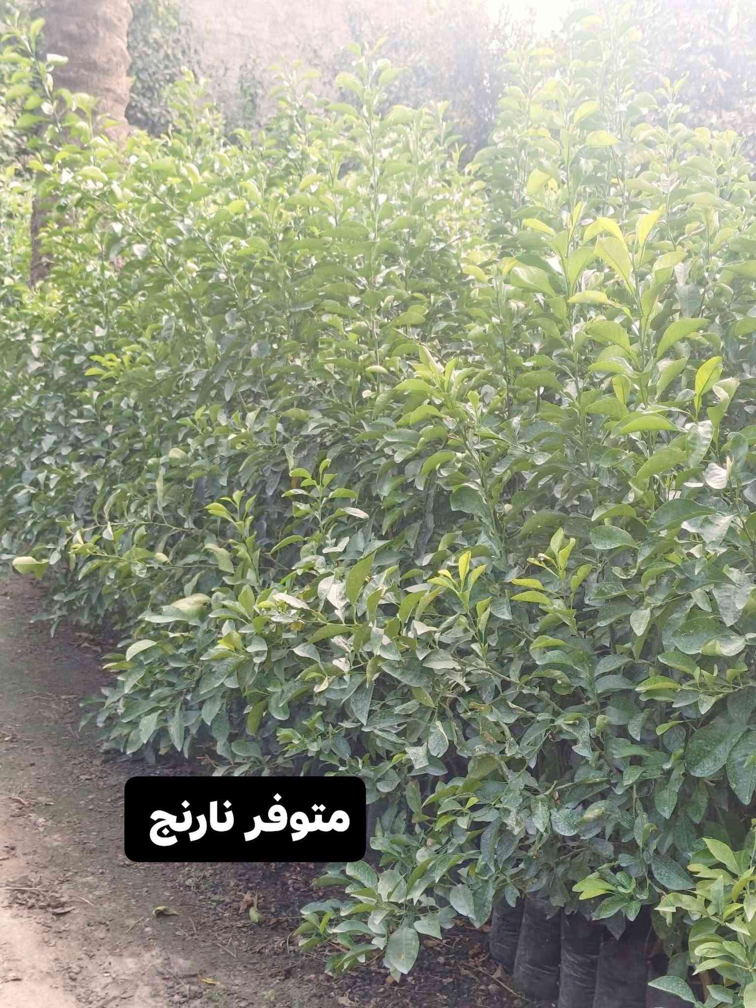 حمضيات • برتقال سندان • نارنج كيس