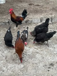 دجاج بياض • عربي