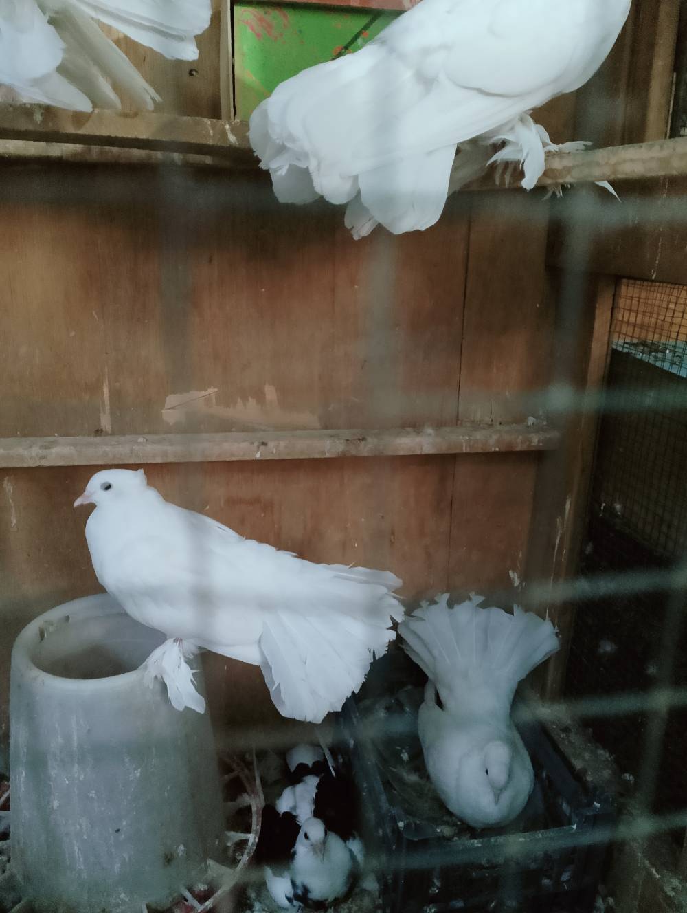 طيور زينة • هنادوه • للبيع