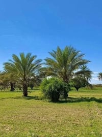 قطعة زراعي • ٤٠٠م • سوق الشيوخ حي الحسين