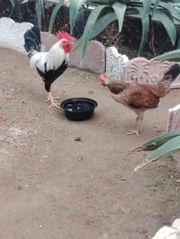 دجاجه تمريه • دندراوي • ديك