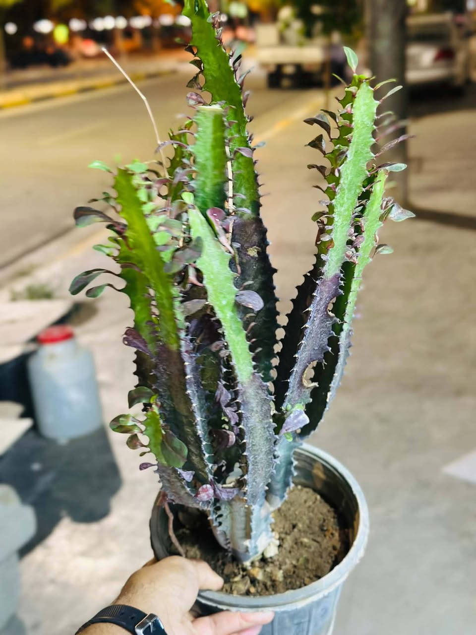 كلار • ليوا • ديكور