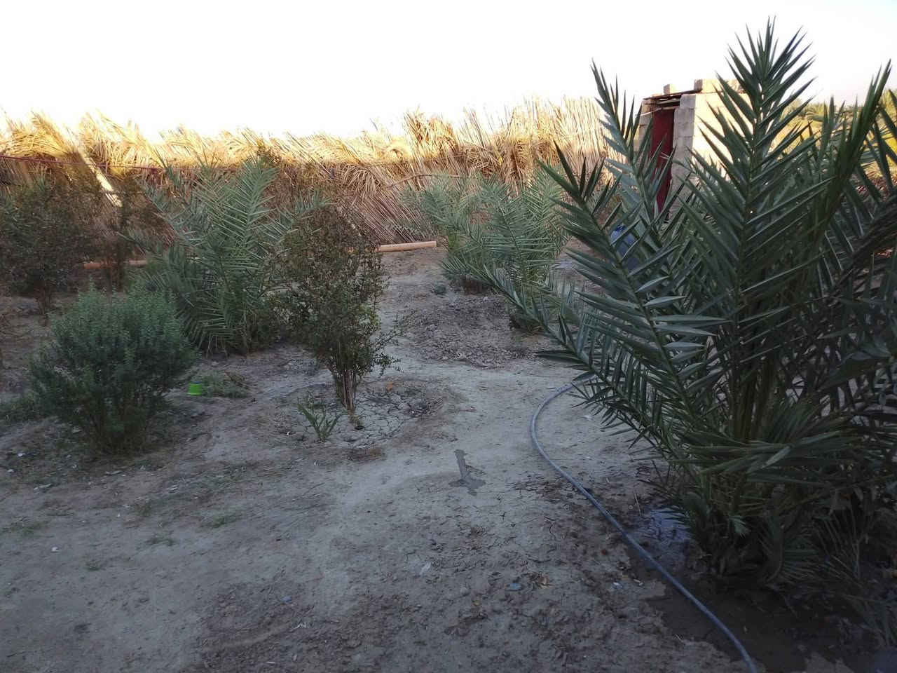 دار للبيع مساحه اربعه دونم طريق مبلط يبعد عنها 100 متر والسبيس وأصلها للباب ماي وكهرباء وبستان خمسين نخله شويثيه البيت مساحته 200 متر جاهز جيرانها حميد زراك المزيوداوي و حسين عليوي السعر 25 مليون رقمي ***********
