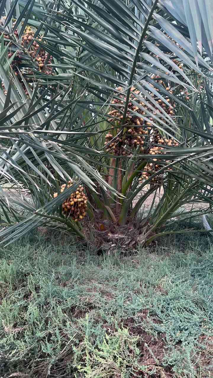 مرجوحه • ساحة سعد • الحيانية