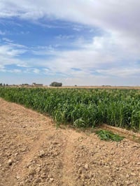 أذرة حشيش • جلام البوعجيل • ارتفاع ٢م