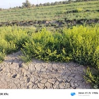للبيع قطعة ارض مساحة دونم و نصف الموقع بغداد  أبو غريب عرب جلوب طابو س...