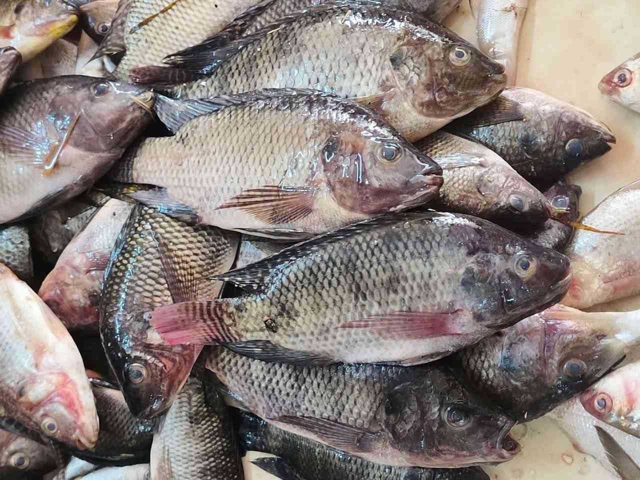 سمك • دجاج • سومر