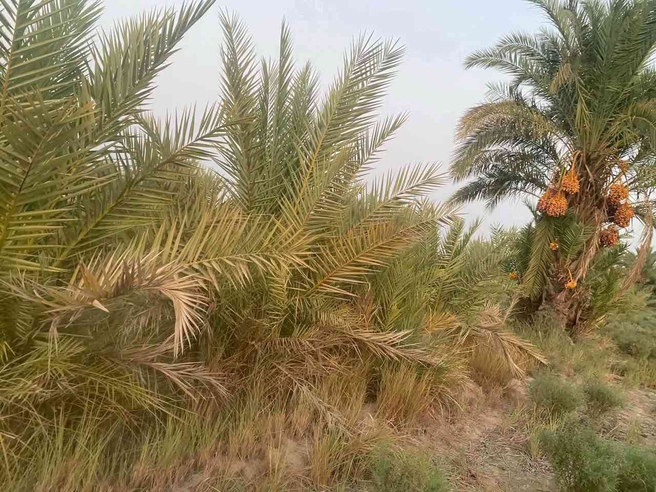 #بستان 2 دونم للبيع
دونمين للبيع تحتوي على نخيل نوعيات جيدة (حمال)

متوفر كافة الخدمات

🍀ماء اساله

🍀ماء سقي

🍀كهرباء

🍀مسيجه بالكامل brc

♻️

موقع مميز 👍 يحدها نهر من البداية ونهر من النهايه

📍العنوان - طريق الدغاره - نزلت زبيد - بداية البونايل قرب الاروائي(ابوصبخه)

للتفاصيل أكثر 

***********

