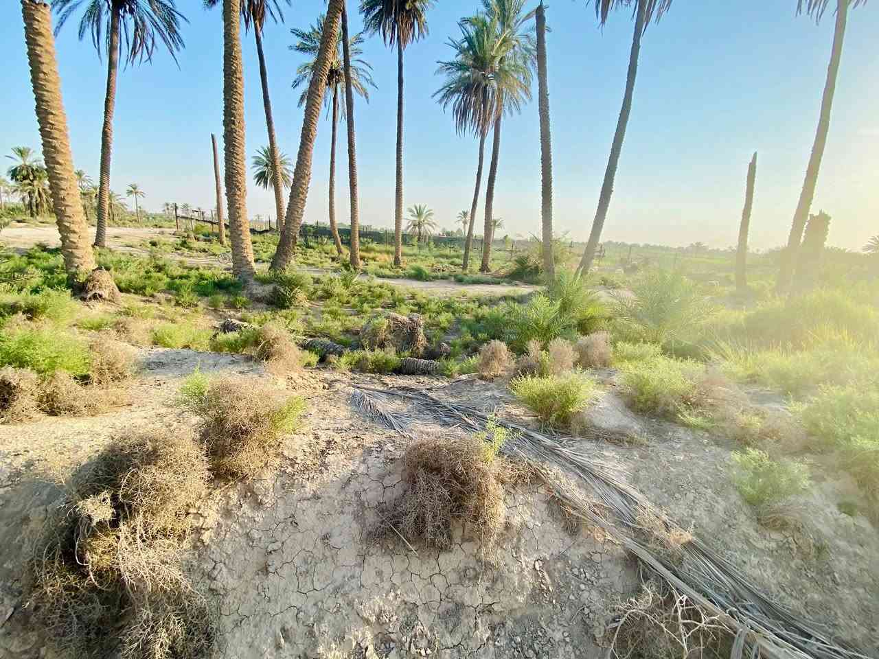 للبيع قطعة أرض على شط الحلة – النخيلة الغربية 

المساحة: دونم وشويه (2850 م) 
الموقع: النخيلة الغربية – مباشرة على الشط
 المواصفات:
أرض زراعية واجهة مباشرة على النهر
متوفر طريق، مي، كهرباء منطقة هادئة ومخدومة
#موقع_الارض : https://maps.app.goo.gl/QEtAQ8HSfnzxJTrg7?g_st=com.google.maps.preview.copy

للاستفسار: ***********
