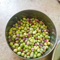 زيتون • للبيع • مال السنة