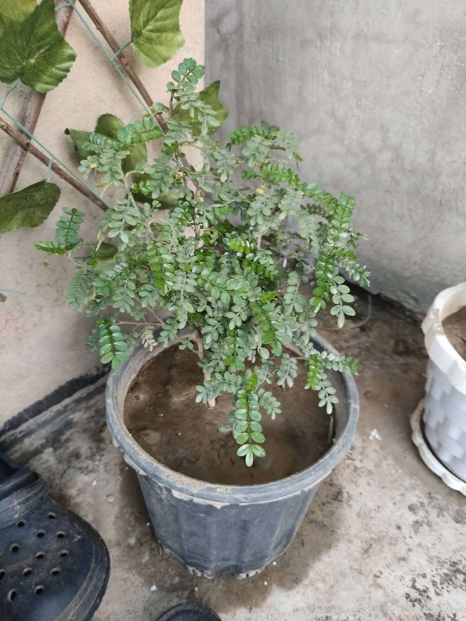 *🌿 نباتات زينة للبيع - كركوك 🌿*

السلام عليكم، عندي مجموعة نباتات زينة جميلة للبيع، كلها نظيفة ومهتم بيها، مناسبة للبيت والحديقة والبلكونة:
أسعار قطعة مناسبه 3000 ألف 
مكان كركوك دروازه 
***********
***********

نص مكتوب في الصور:
- نباتات زينة للبيع - كركوك - اسعار مناسبة - يوجد توصيل