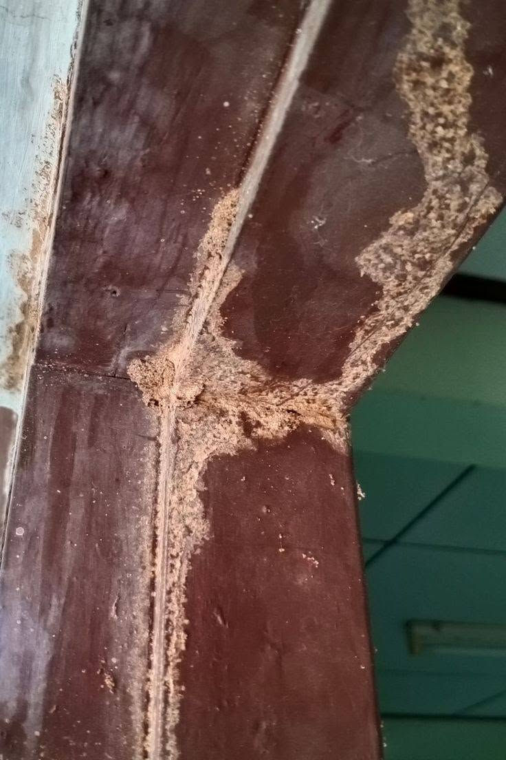الأرضة تاكل بأساس بيتك وأنت ما تدري؟ 🐜❌
شركة البيارق لمكافحة الحشرات والأرضة تكولك: "ارتاح وخلي الباقي علينا". نقدم أقوى برنامج مكافحة وإبادة فورية للأرضة وكافة أنواع الحشرات بمبيدات عالمية تضمن لك بيئة نظيفة وآمنة.
🌟 مميزات خدماتنا:
🎯 مبيدات عالمية من مناشئ رصينة وبدون روائح كريهة.
📜 ضمان حقيقي يبدأ من 3 سنوات ويمتد حتى 27 سنة.
📍 فروعنا متواجدة في بغداد والمحافظات لتلبية طلباتكم بأسرع وقت.
☎️ للحجز والاستفسار، تواصل معنا مباشرة على الرقم:
***********
شركة البيارق.. اسم يعني الثقة والالتزام.
