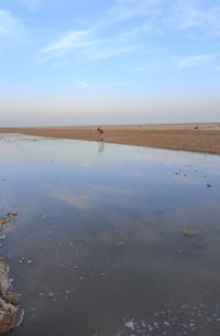 السماوة • ٦٦ دونم • كهرباء وماي