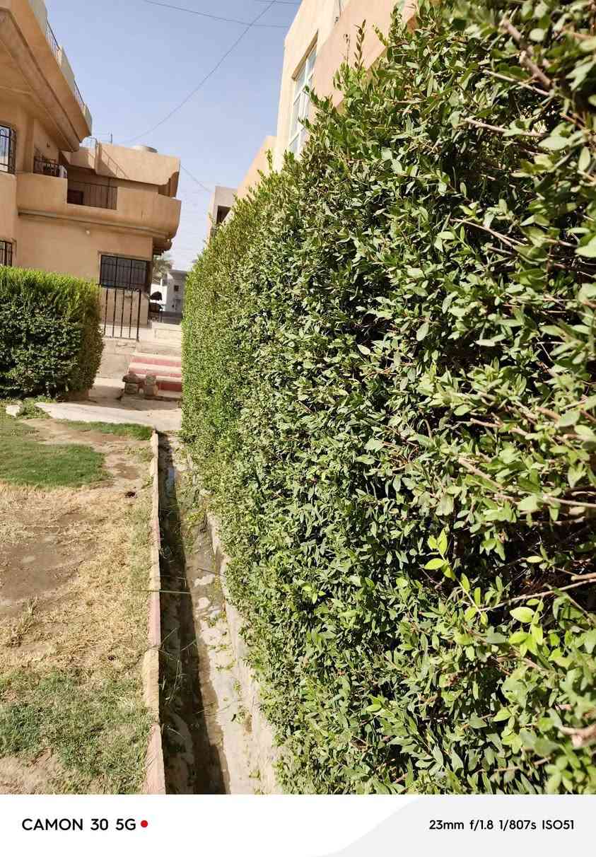 مملكة الزهور • تقليم أشجار • قص حدائق بمكينة