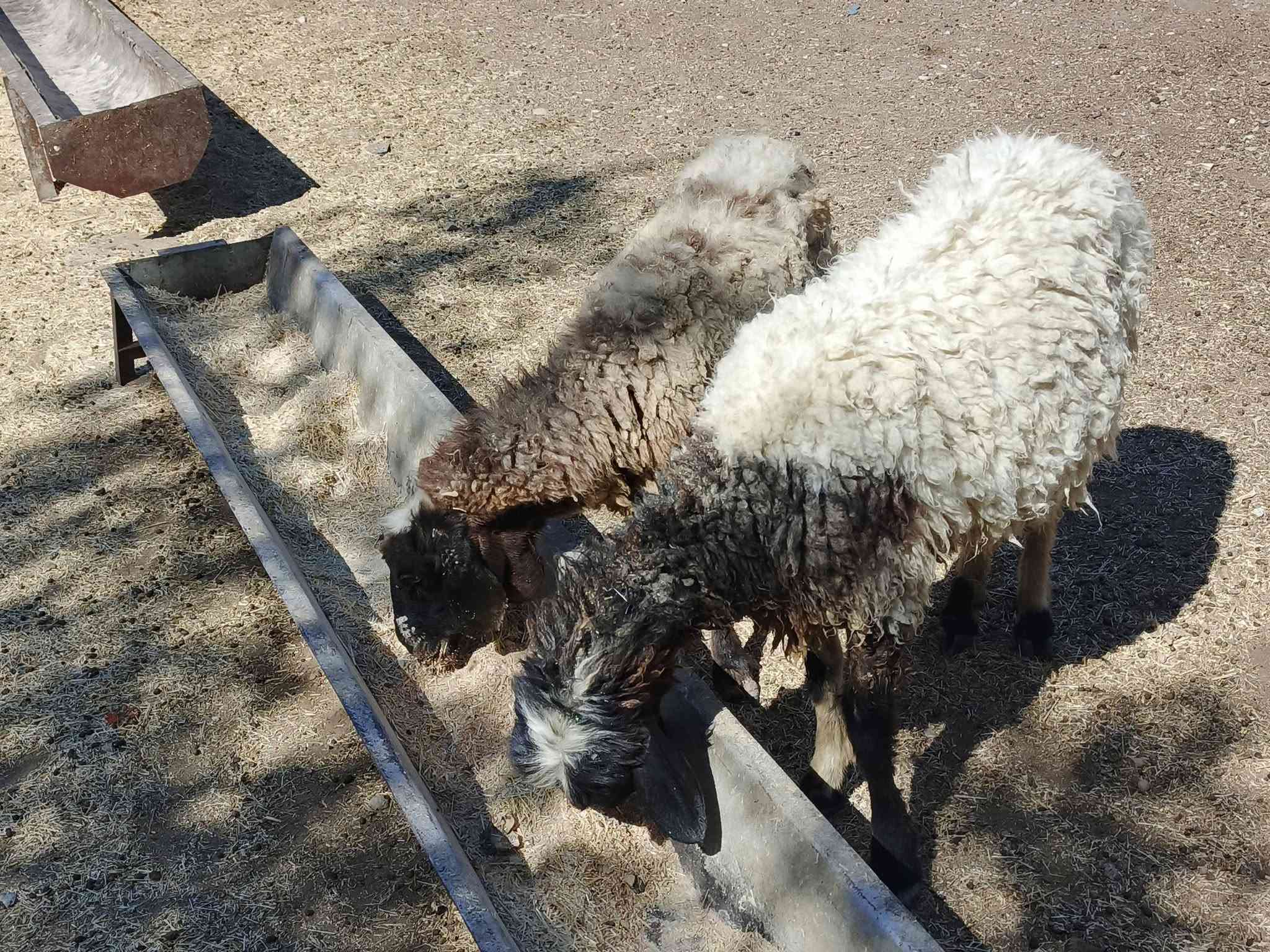 يوجد وراجين حانيات شهر ونص شرط نصاحه سن وشطر شرط ضمان3يام نصاحه فول نشاط وين جنايه سعر 400الف شلع كلهن المكان بيجي رقم الهاتف‏‪***********‬‏
