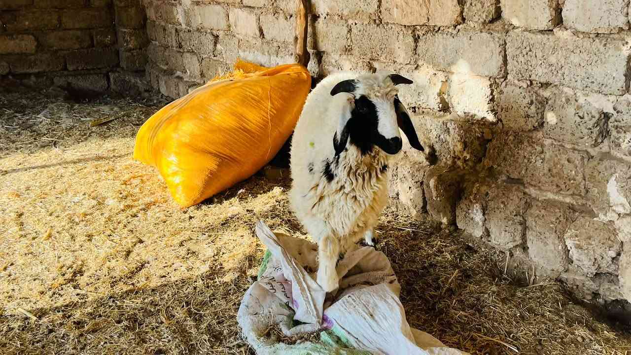 ٤ طليان • شرط النصاحه • العلم سمره