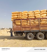 تبن • كمية مفتوحة • سعر مناسب