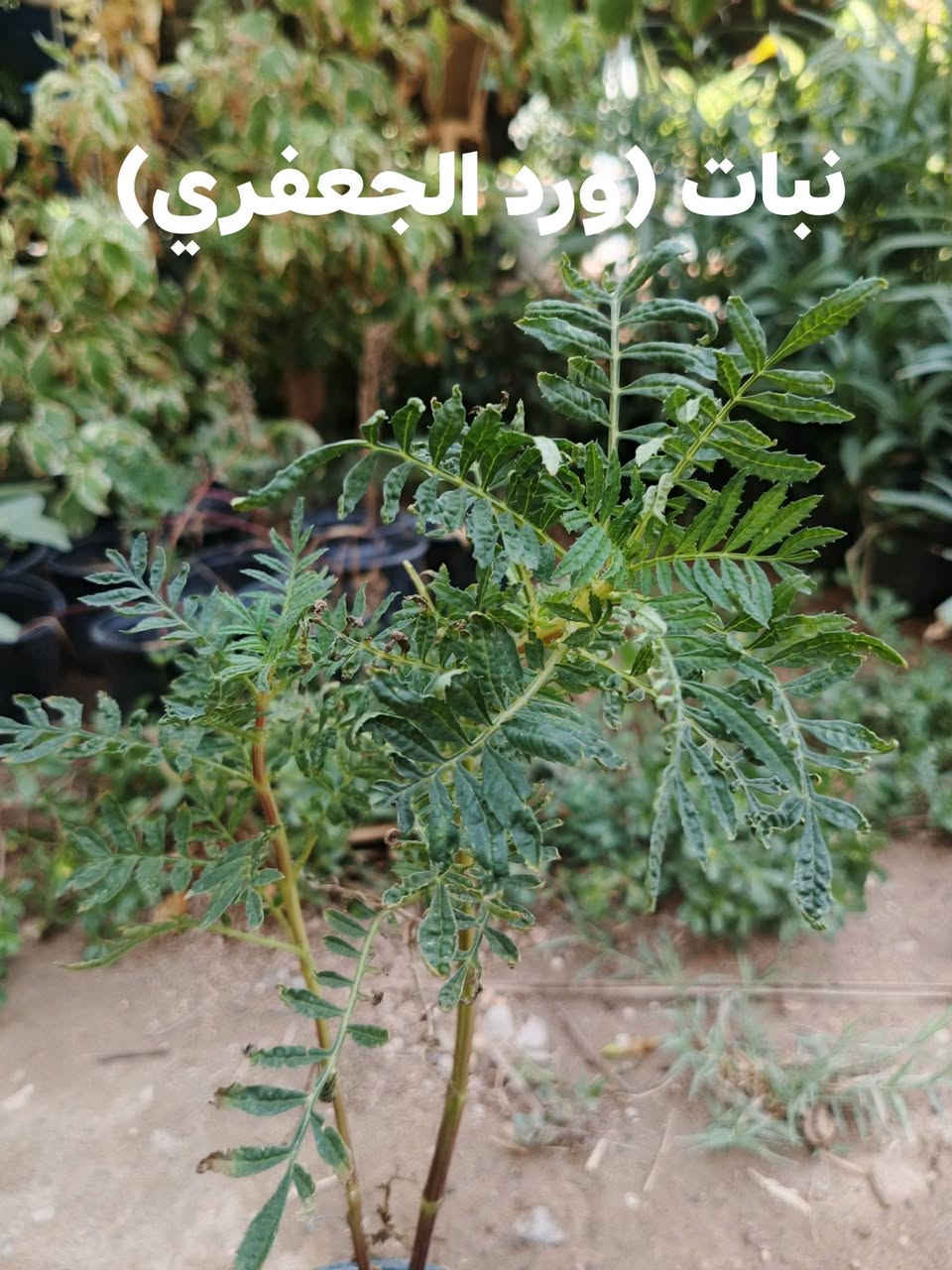 ﴿عرض خاص﴾ ✨ 🔥🔥⬅️ ولفترة محدودة 

تشكيلة جديدة من نبات 🌿
نبات السفندر (Ruscus)+ (نبات نعناع)+  نبات (اكليل الجبل)+ نبات (ورد الجعفري)

العرض بسعر⬅️ 3,500 فقط.✨🔥🔥

توصيل لكافة انحاء المجمع والعامرية 🚗 

للطلب والاستفسار ⬅️ خاص 

واتساب ⬅️ ***********
