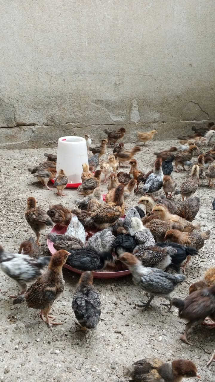 بسم الله ماشاء الله
متاح صواصي عرب عمر شهر الوان حيل حلوة شرط الصحة والنشاط الزوج مفرد 5500 جملة 5000 مكاني موصل رشيدية ***********

