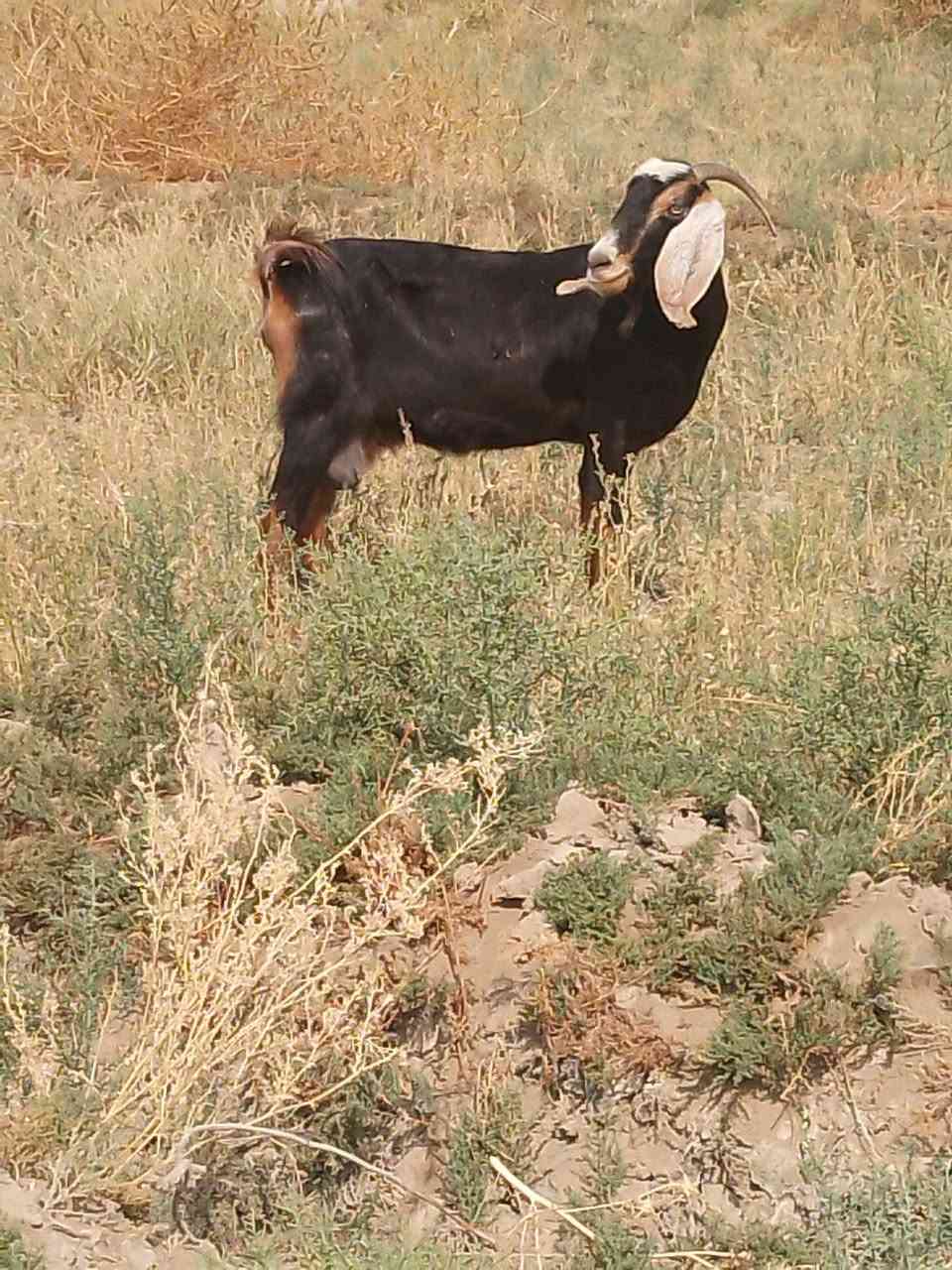 صخول • مكفزة • سماوة السوير