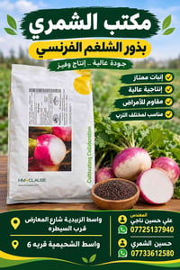 بذور الشلغم الفرنسي • جودة عالية • واسط الزبيدية