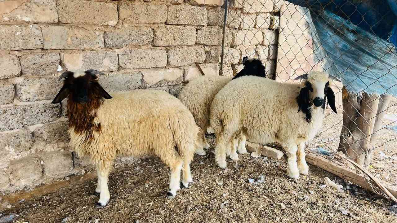 طليان • فطيمه • العلم سمره