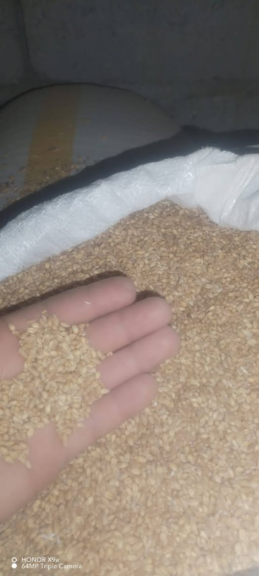 حنطه باجران • حنطه نزار • ٢٠ طن