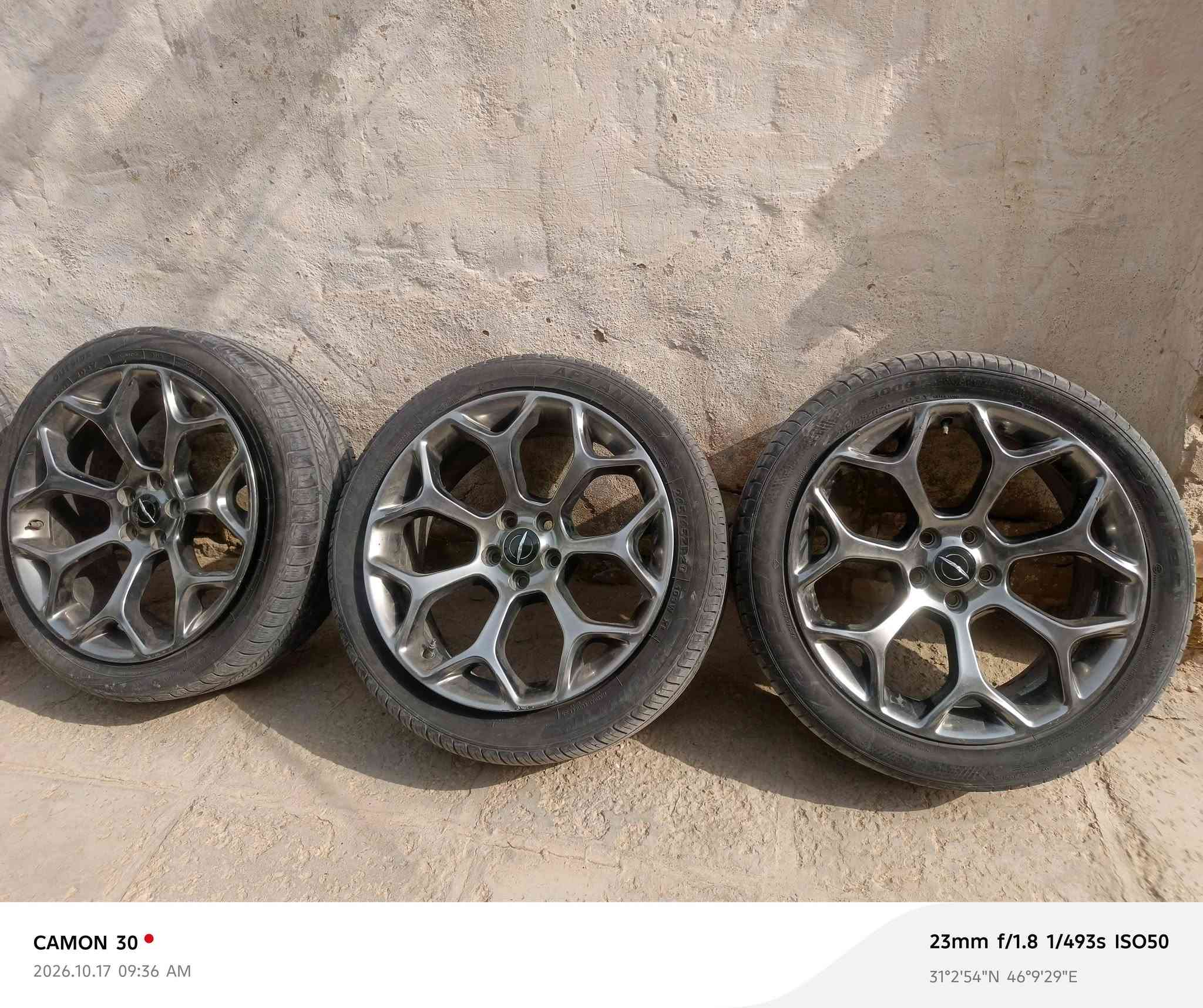 ويل 20 • عنكبوت • تخم كامل