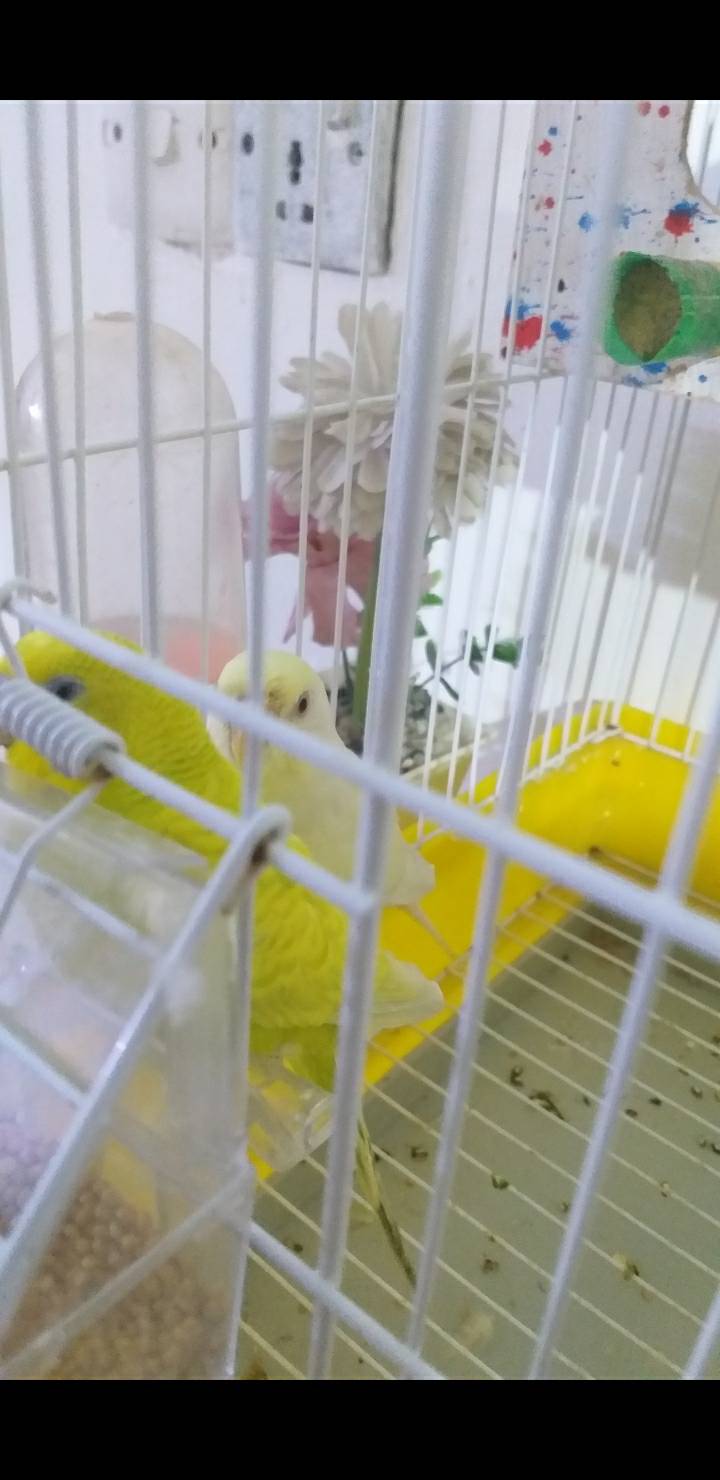 عصافير • للبيع • بغداد