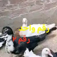 نثايه بش مصري • زوج • جويميسه الغربيه