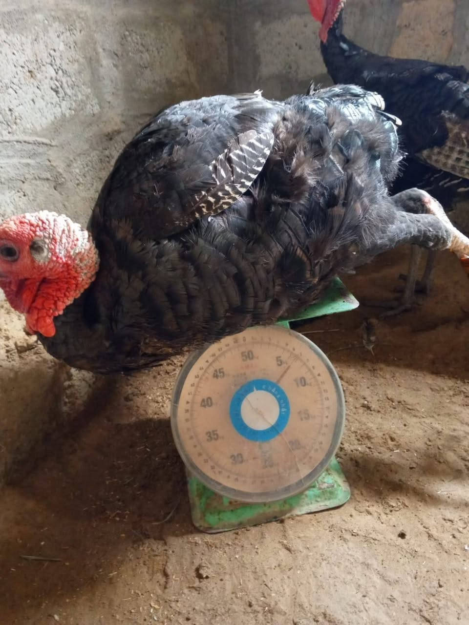 ديج شيش حايل • وزن ٦ونص • رقم واحد