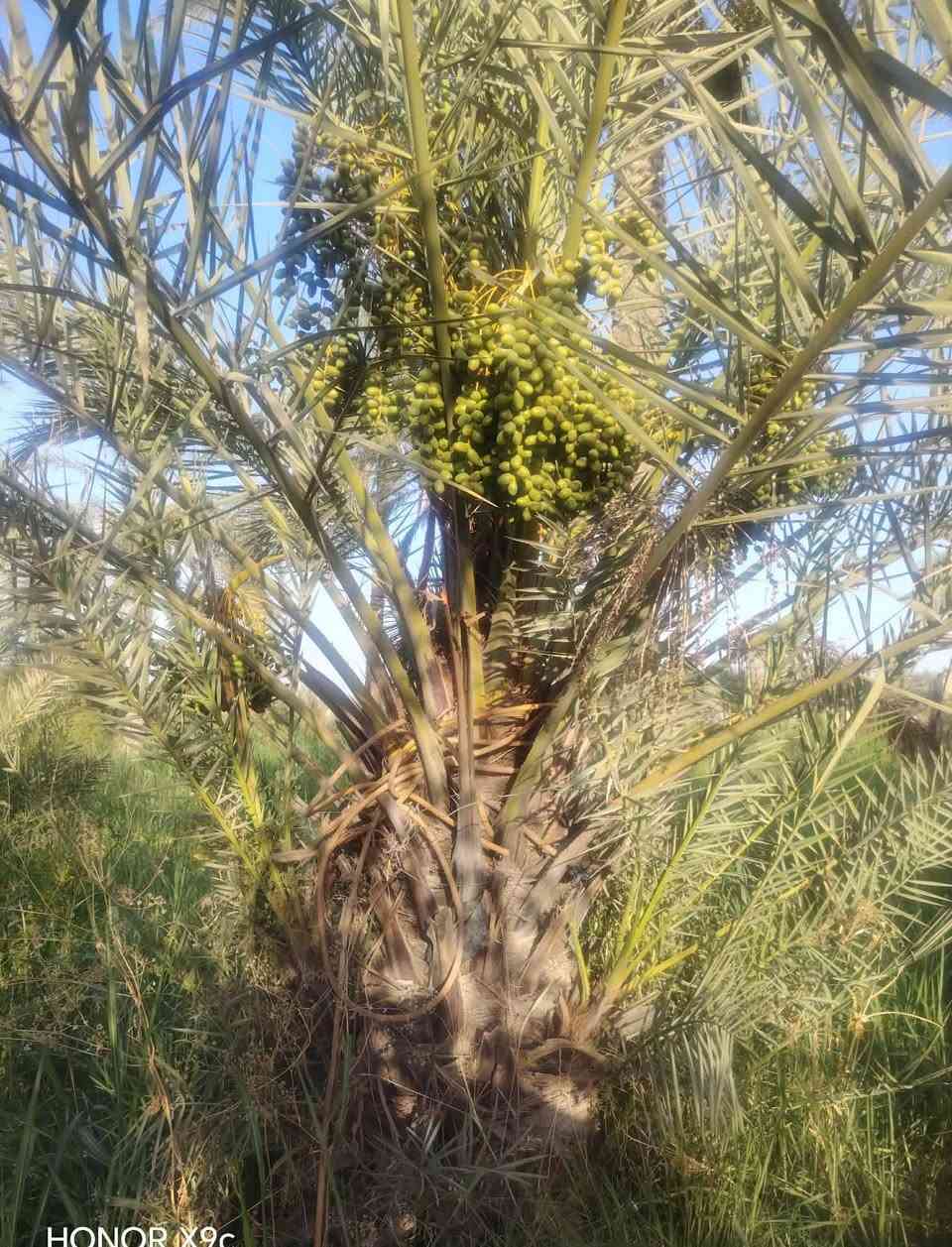 السلام عليكم ورحمةالله وبركاته  ،، تاله للبيع من انواع البربن من تلحك ايكون تمرها اسود ،، صار ٣ سنوات تحمل تمر ،، العنوان ديالى المقداديه منطقة سنسل قرية العكيدات  ،،   ،،،ابو ابراهيم ،، السعر٥٠٠،،وبيهه مجال***********
