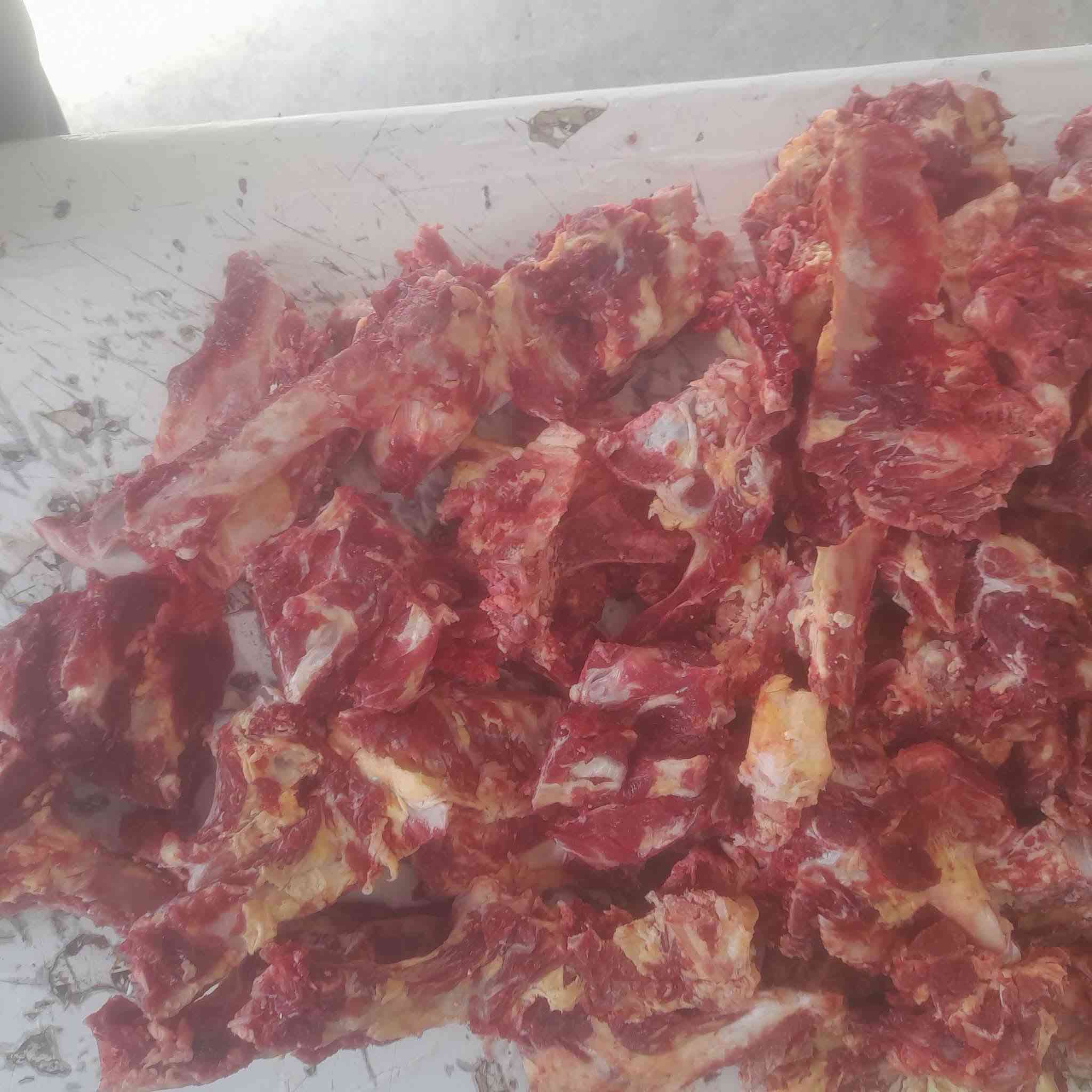 عظام بقر • كسور • توصيل