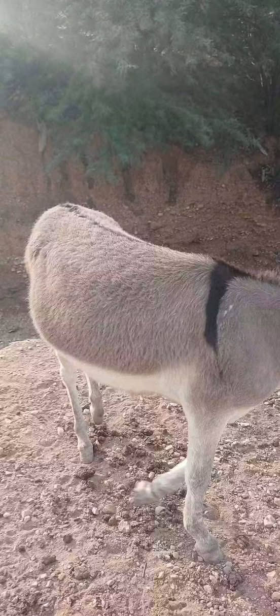 مطي • صاحي • ما بيه شي