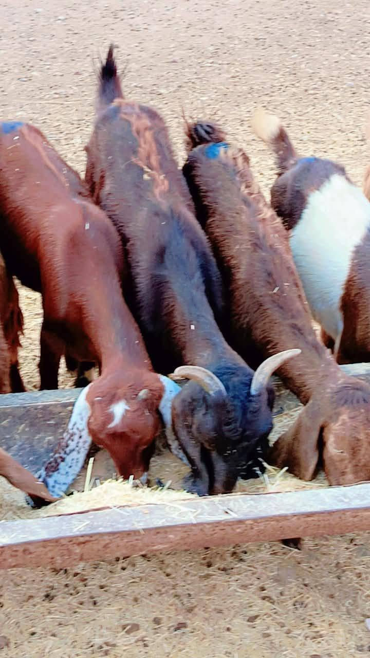 سعر الزوج 370 الف قفل 🔒 بدون عمله صخلات شاميات درجه اولي ومحنيات ونصحات شرط نصاحه مال مجنوي وبيع شلع العنوان بيجي رقم الهاتف ***********....‏‪***********‬‏
