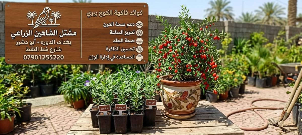 🌿 استقبلوا الموسم الخريفي بحلّة خضراء جديدة من مشتل الشاهين الزراعي! 🍂🪴
مع انطلاق موسم الزراعة والتشجير، نعلن عن توفر تشكيلة واسعة وشاملة من أرقى وأجود أصناف الأشجار والنباتات التي تلبي تطلعات عشاق الزراعة وأصحاب الحدائق والبساتين:
🌳 قسم الأشجار والشتلات:
 * أشجار ظل وزينة: لمسات جمالية وظلال وارفة لحديقتكم.
 * أشجار مثمرة: أصناف منتجة وموثوقة بعناية فائقة.
 * أشجار استوائية ونادرة: خيارات مميزة تزيد حديقتك تفرداً.
🌿 قسم النباتات والمتسلقات:
 * نباتات داخلية: لإضفاء الحيوية والأناقة داخل المنازل والمكاتب.
 * متسلقات ونباتات زينة خارجية: سياج أخضر وإزهار مميز طوال الموسم.
 * نباتات عطرية وطبية: انتعاش طبيعي وفوائد صحية في متناول يدك.
🚚 خدمة التوصيل: متوفرة وسريعة مباشرة إلى باب البيت أو المزرعة.
📍 الموقع: بغداد – الدورة – أبو دشير – شارع خط النفط
📞 للحجز والاستفسار: ***********
أهلاً وسهلاً بكم، ونتشرف بزيارتكم!
