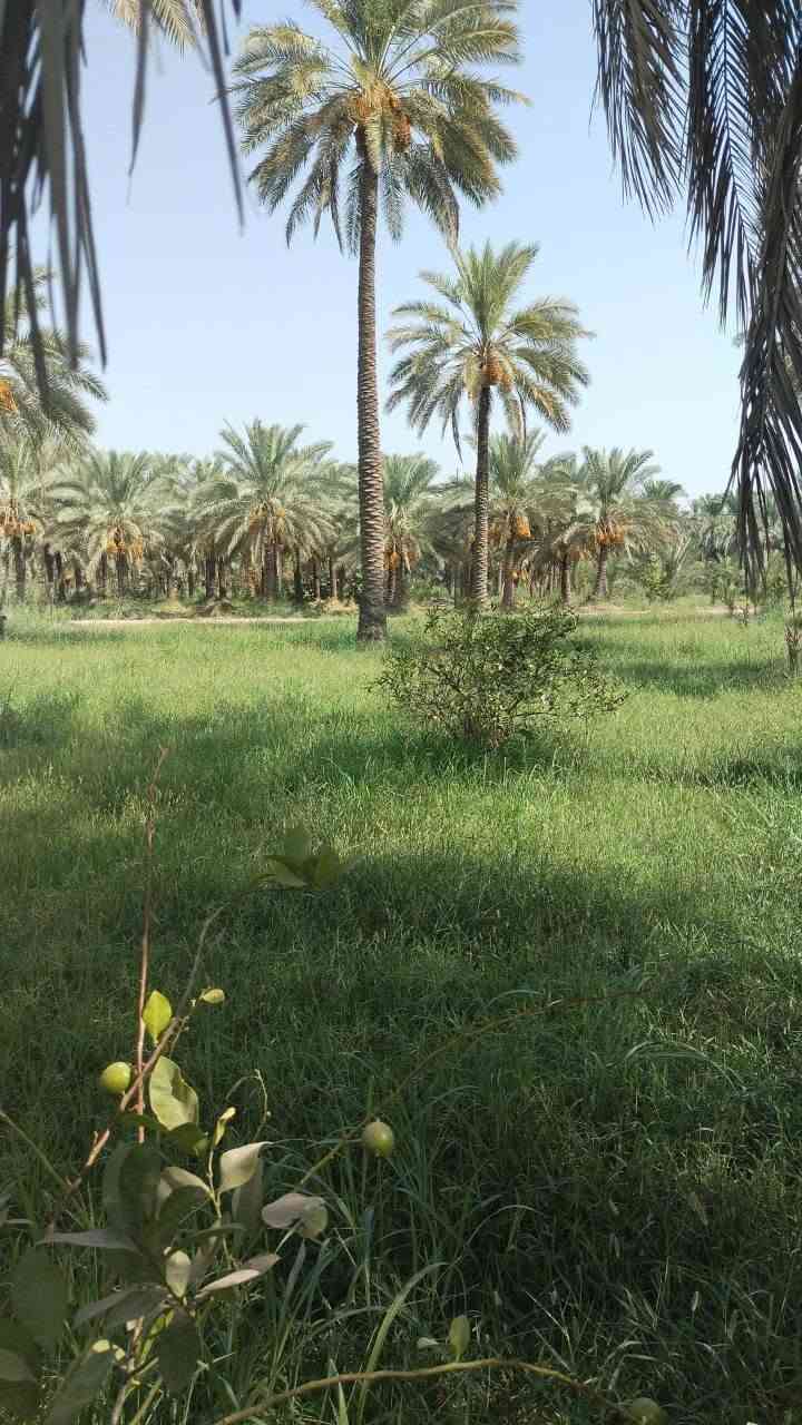سلام عليكم 
يتوفر ارض للبيع مساحه دونم وربع 
كل شروط متوفره
كهرباء 
ماء اساله
ماي سقي 
موقع صويره 
الاستفسار علق تم 
او اتصال على الرقم ***********
