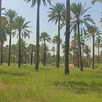 نص دونم • سند ٢٥ • المدائن قرب سيد علي
