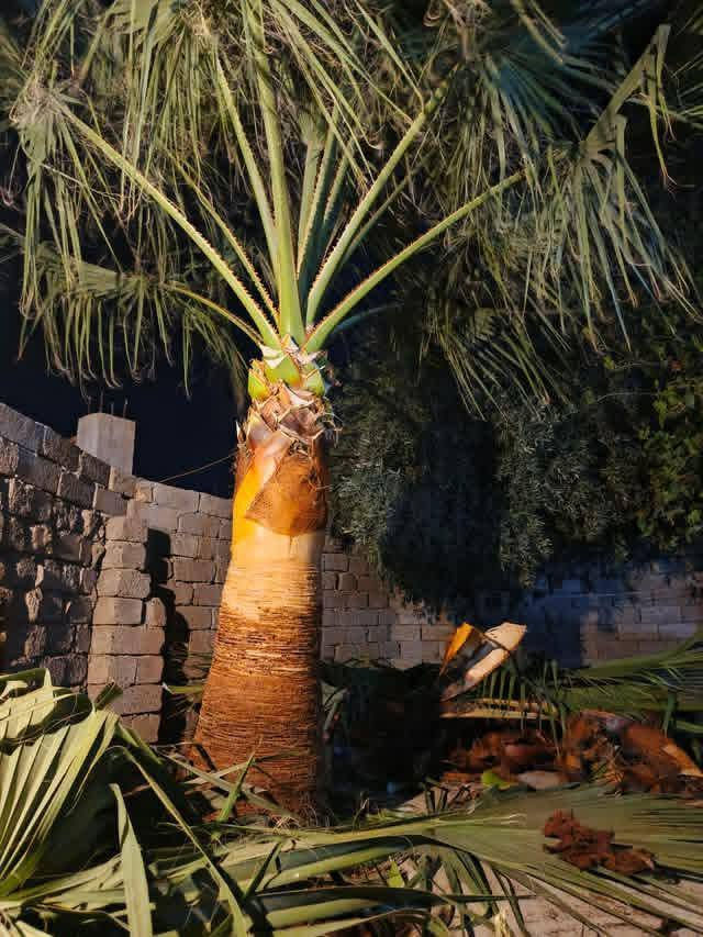 تكريب نخل وشنطنيه
اتصل ***********
