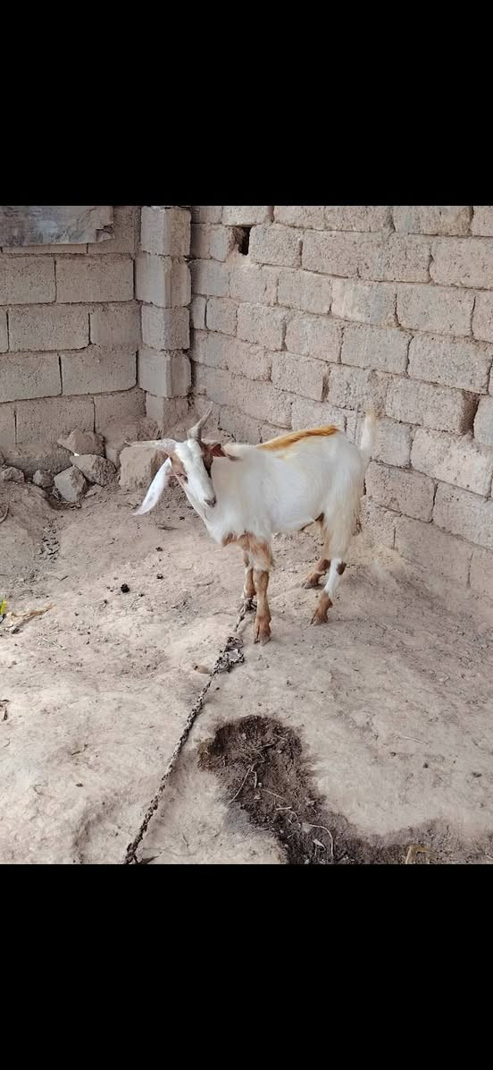 جدي • درجة أولى • فيه مجال الشراي