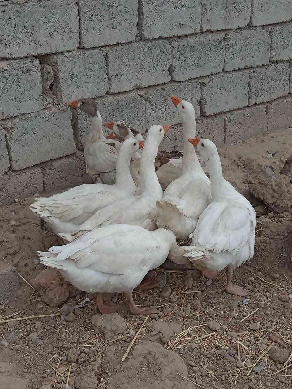 غازات • ٨ حبات • قرية الحاج علي