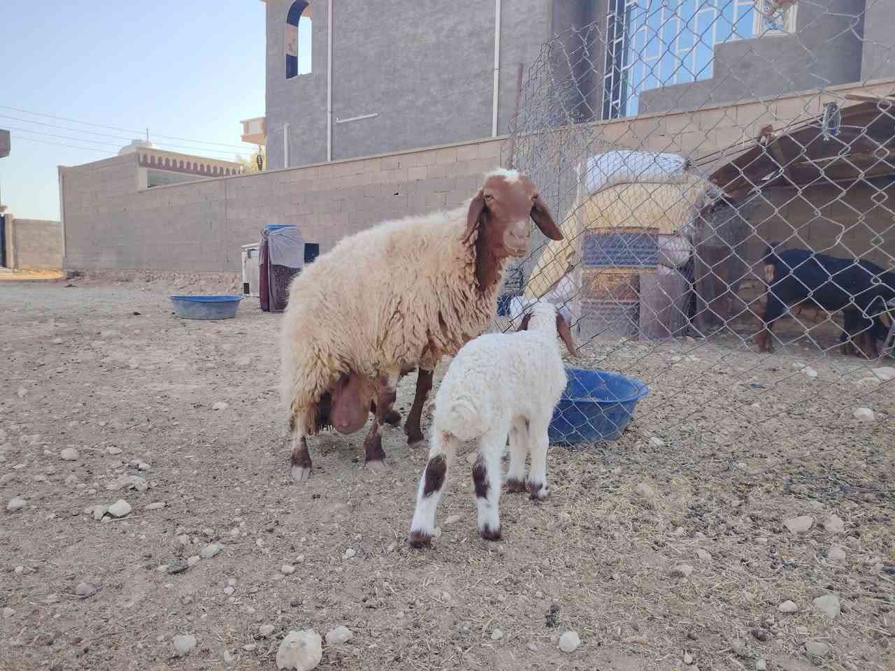 للبيع رغوث وراها فطيمه نعجه خشان وسمن وحلا شرط نصاح على كل عيب المكان حديثة السعر خاص أي استفسار على هذا رقم ***********
